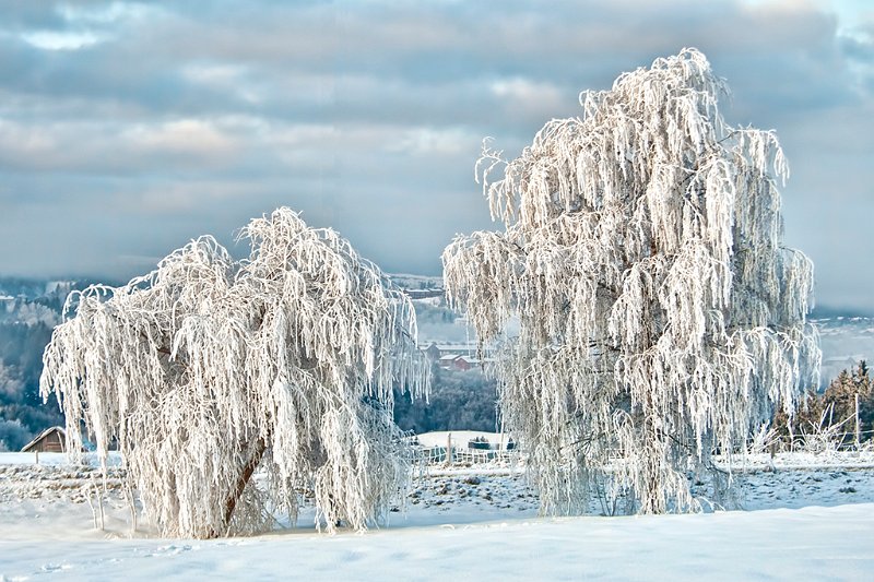 58 - cold trees - AUNE Olaf - norway.jpg